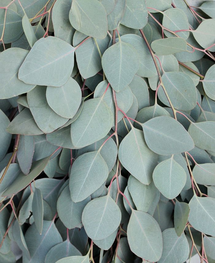 Magnolia Supply Co Fresh Silver Dollar Eucalyptus Bundle - Macy's