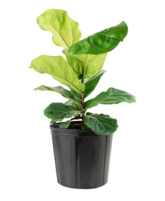 National Plant Network