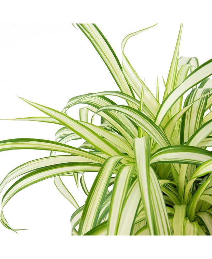 National Plant Network Live Spider Plant, 6" Pot, 2 Piece Macy's