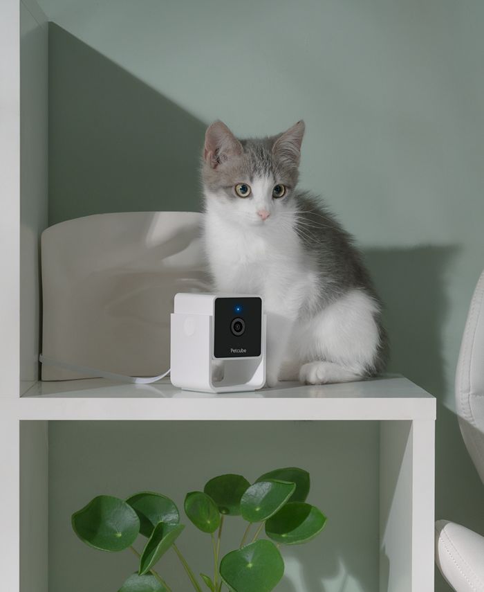 Petcube Smart HD Pet Camera Macy's