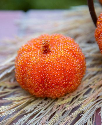 Flora Bunda - 