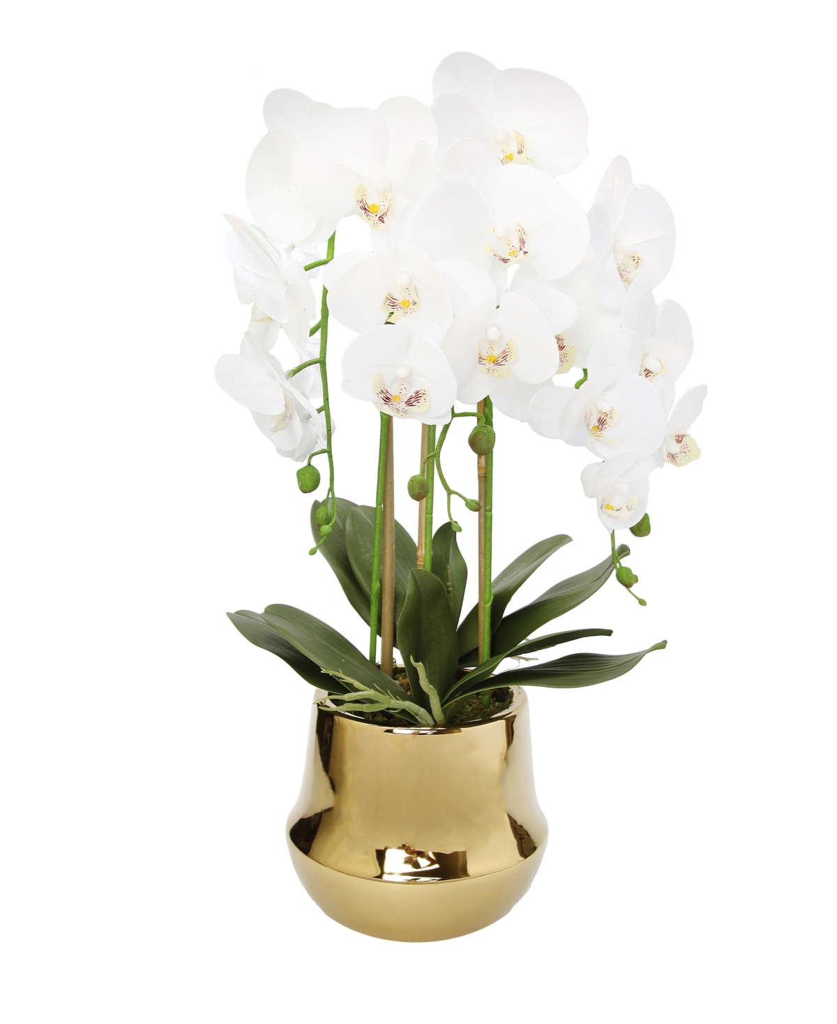 Orchid Plant in Round Shiny Vase - Gold-Tone
