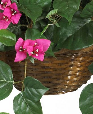 Bougainvillea Hanging Basket 