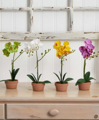 4-Pc. Phalaenopsis Orchid Set with Clay Vases