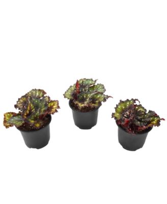 National Plant Network