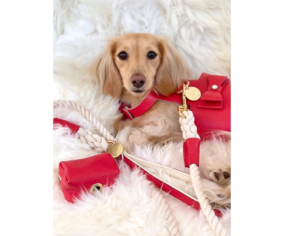 PoisePup Pet Dog 5ft Long Leash -- Melting hearts