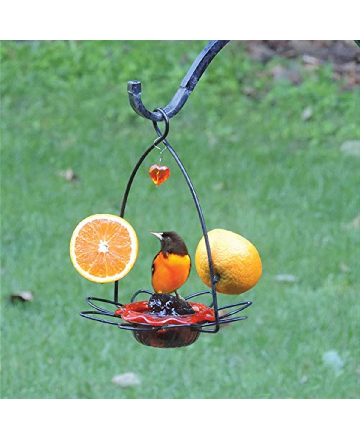 Birds Choice Flower Oriole Bird Feeder Small Orange
