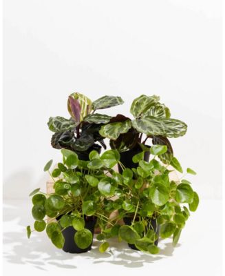 Lively Root Pet Friendly Live Plant Collection, 6