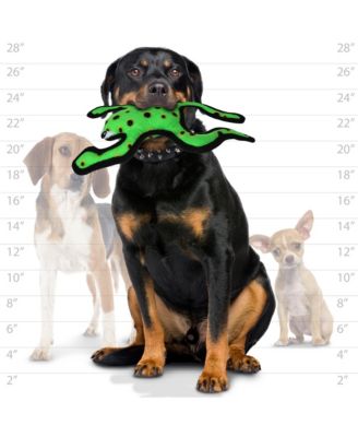 Desert Phrog Leaping, Dog Toy