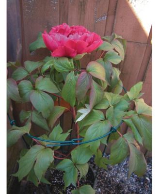 Luster Leaf 987 Flower Support, Green, 30 x 18-In.