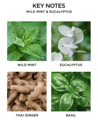 Wild Mint & Eucalyptus Classic Candle, 8.1 oz.