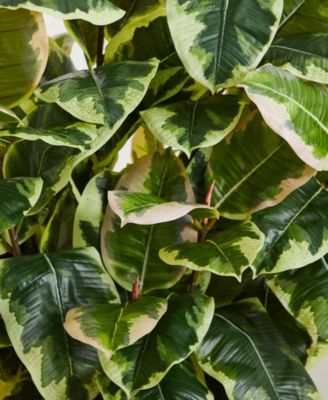Variegated Rubber Leaf Artificial Plant in White Tower Vase