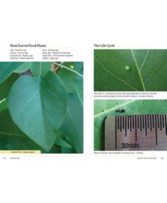 Raising Butterflies and Moths in the Garden by Brenda Dziedzic