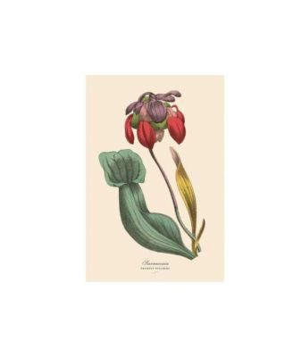 Instant Wall Art Vibrant Botanical Prints- 45 Ready-to-Frame Illustrations for Your Home D&eacute;cor by Adams Media Corporation