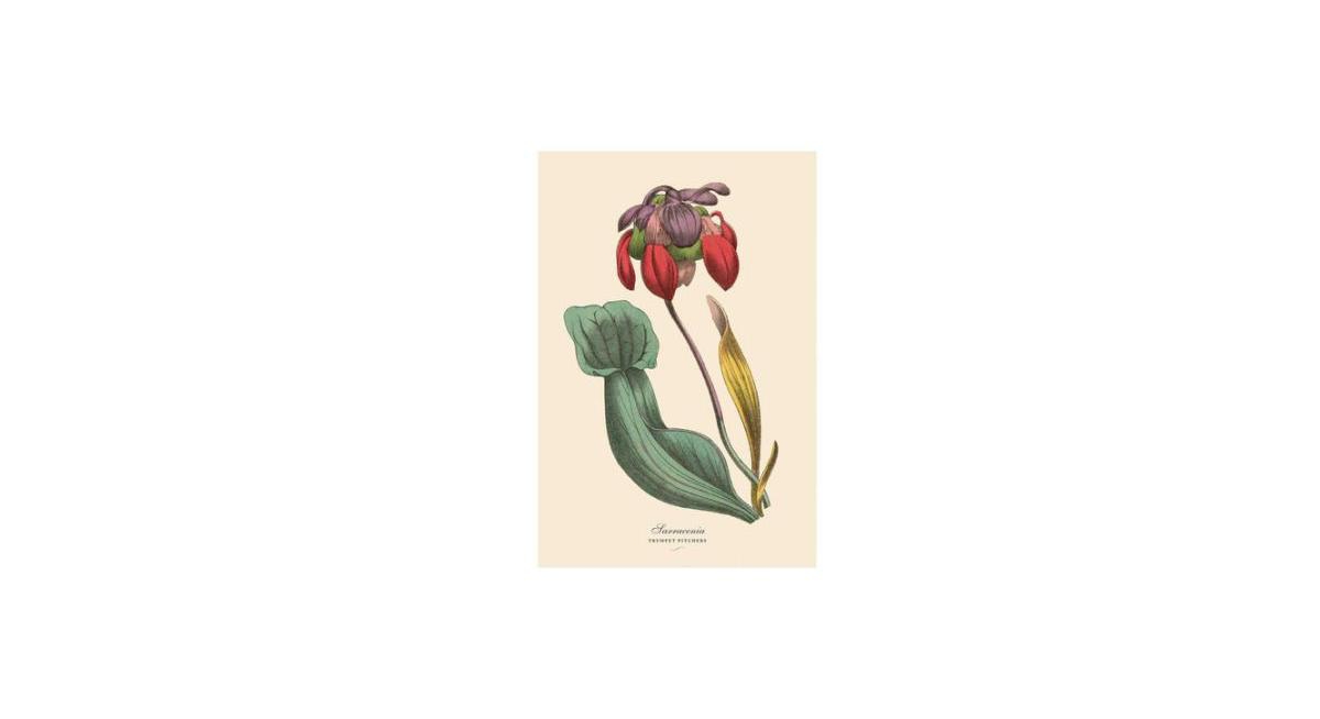 Instant Wall Art Vibrant Botanical Prints- 45 Ready-to-Frame Illustrations for Your Home Decor by Adams Media Corporation