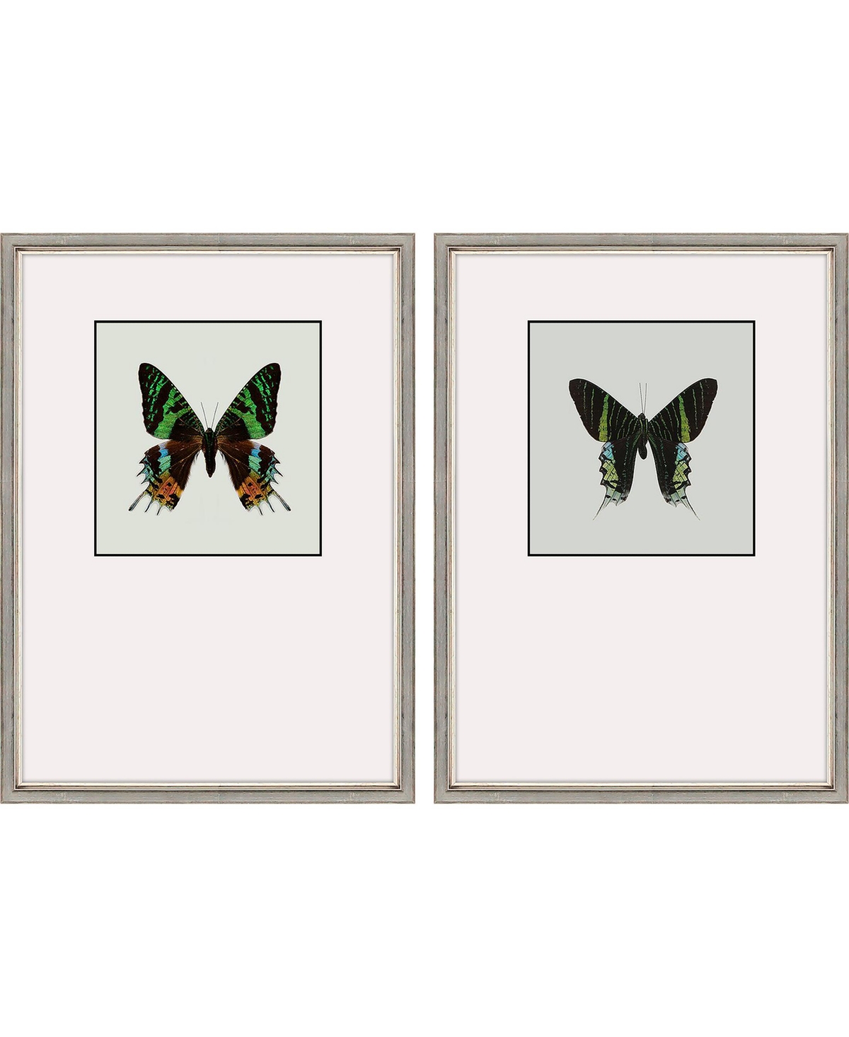 Paragon Picture Gallery Great Butterfly I Framed Art, Set Of 2 In Black