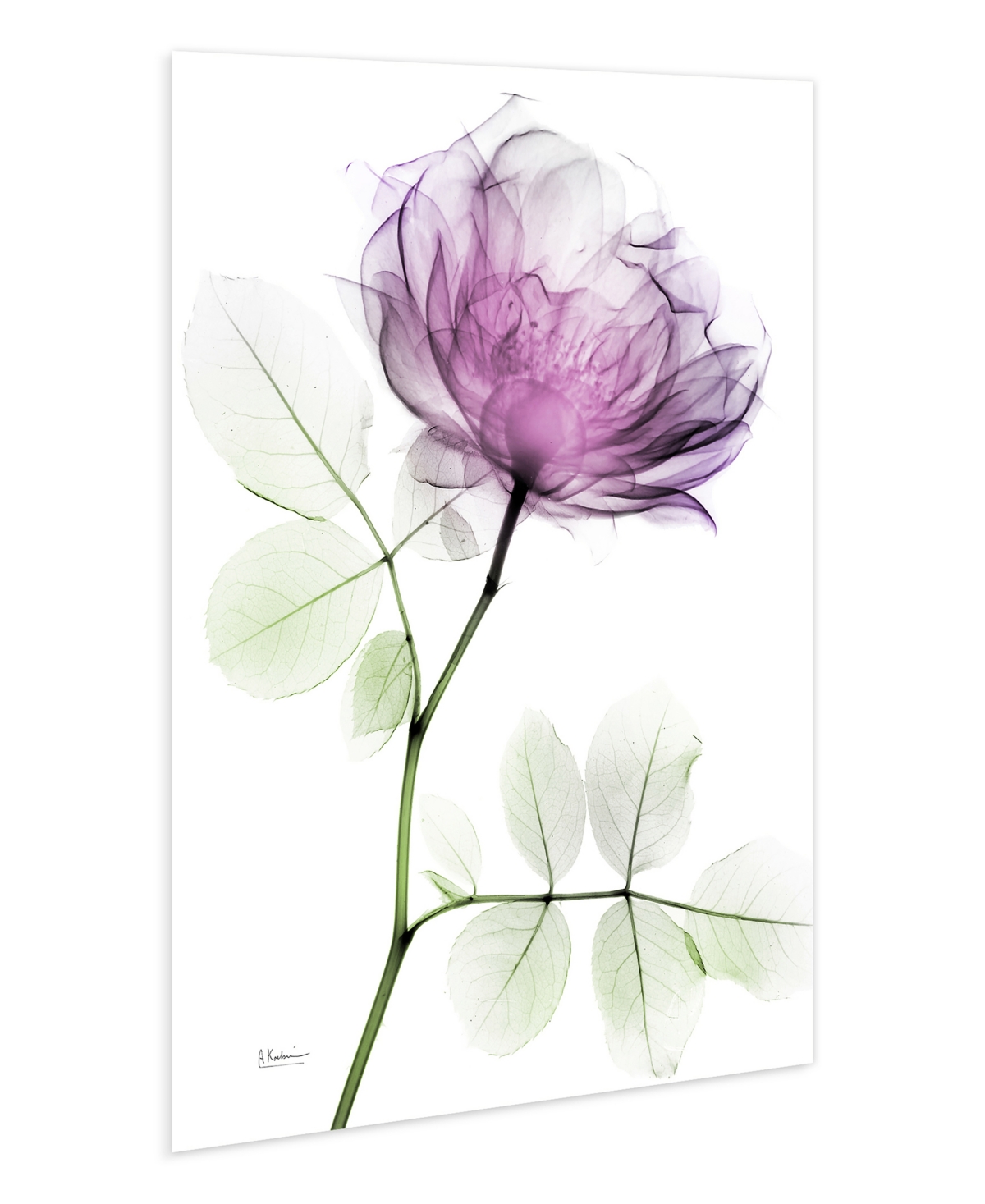 EMPIRE ART DIRECT "ROSE DYNASTY 1" FRAMELESS FREE FLOATING TEMPERED GLASS PANEL GRAPHIC WALL ART, 48" X 32" X 0.2" 