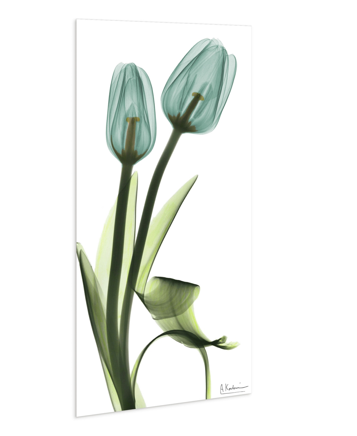 Empire Art Direct "blue Tulips" Frameless Free Floating Tempered Glass Panel Graphic Wall Art, 48" X 24" X 0.2" In Blue,green