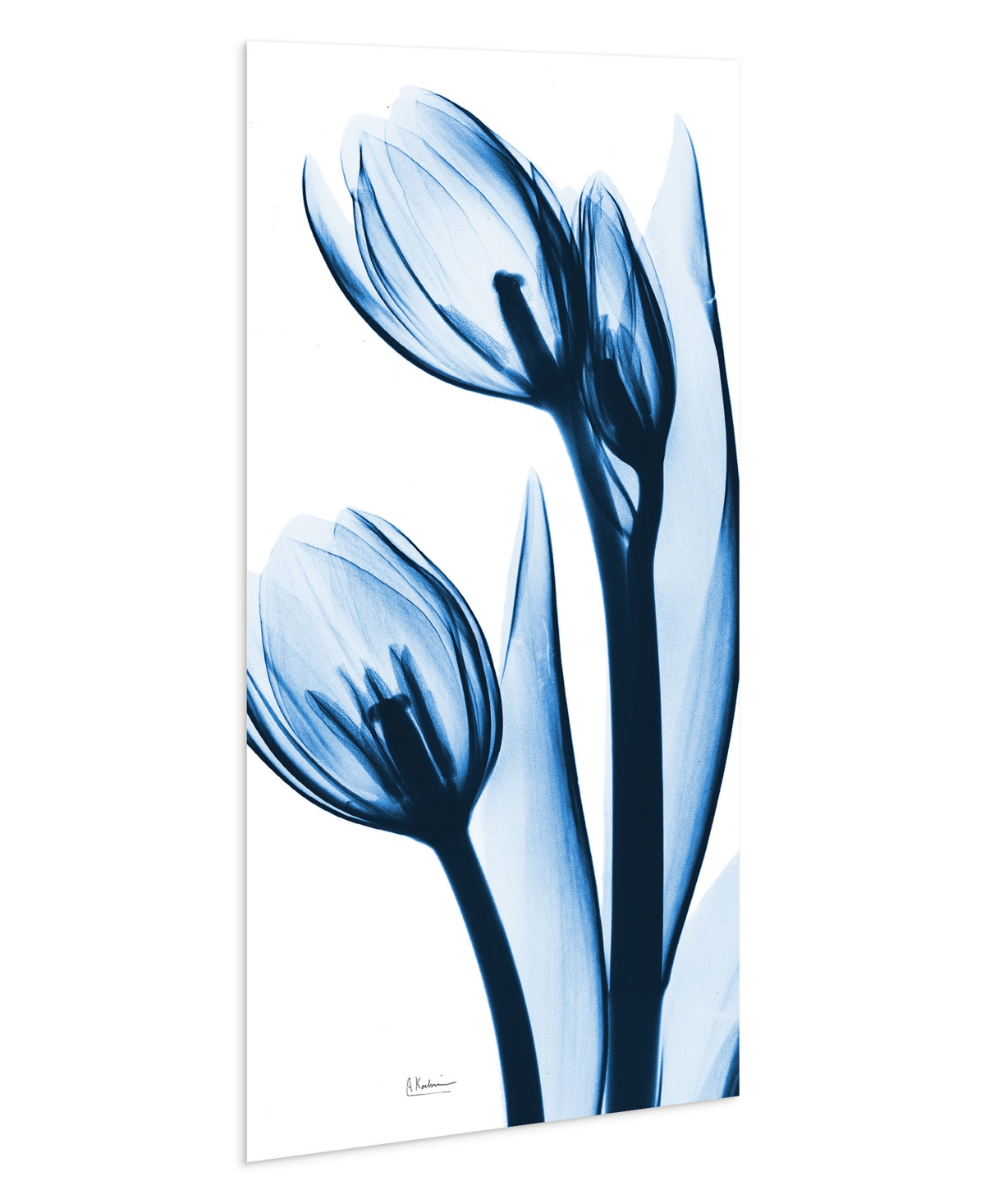EMPIRE ART DIRECT "TWO BLUE TULIPS" FRAMELESS FREE FLOATING TEMPERED GLASS PANEL GRAPHIC WALL ART, 48" X 24" X 0.2" 