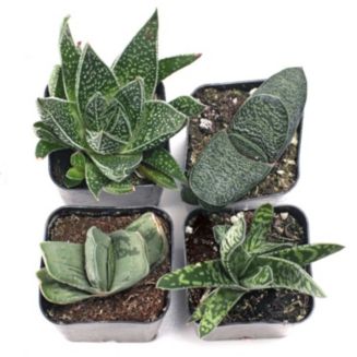 Gasteria Set of 4 Types - 2in Pots w/ ID - Macy's