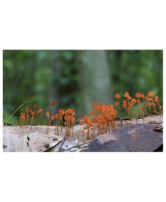 Entangled Life- The Illustrated Edition- How Fungi Make Our Worlds by Merlin Sheldrake