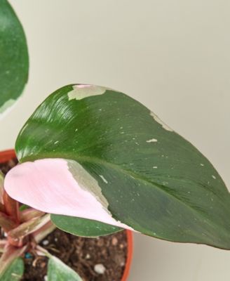 Philodendron Pink Princess in 4" Pot