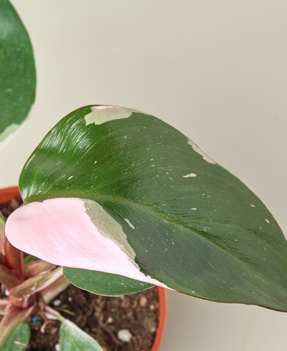 House Plant Shop Philodendron Pink Princess In 4" Pot In No Color