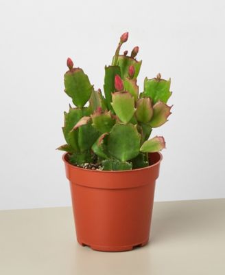 Zygo Christmas Cactus in 4" Pot