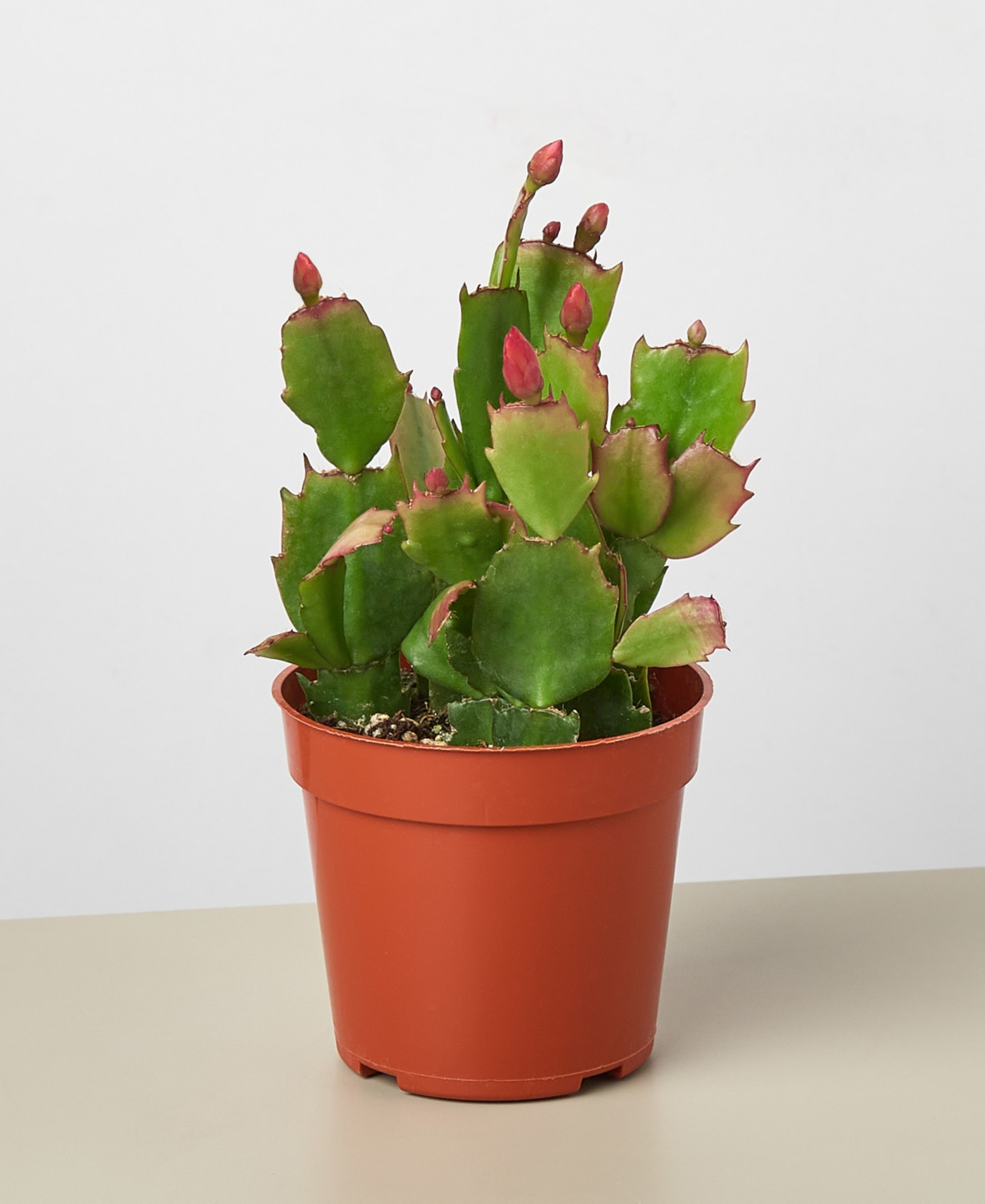HOUSE PLANT SHOP ZYGO CHRISTMAS CACTUS IN 4" POT 