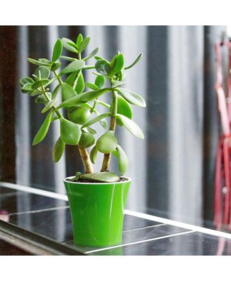 Round Modern Flower Pot with Drainage, 8.5in, Set of 3