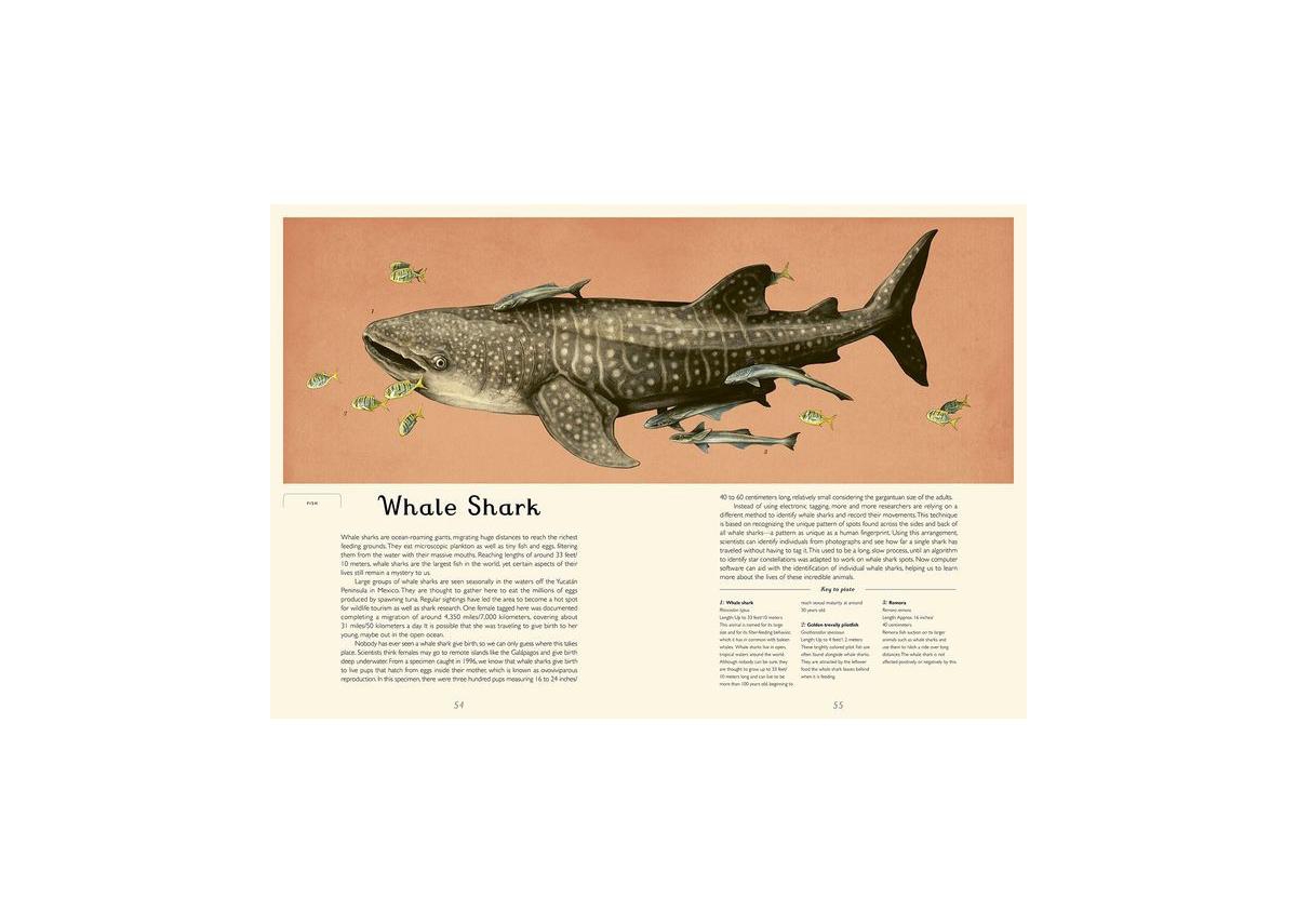 Oceanarium- Welcome to the Museum by Loveday Trinick