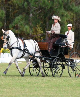 Horses Sweetwater Zorah Bell "Zoobie"