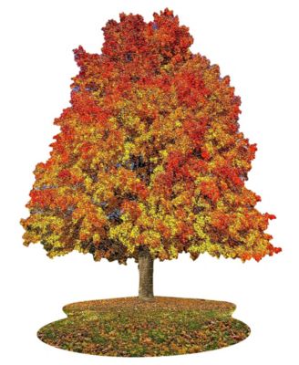 I am Sugar Maple Jigsaw Puzzle