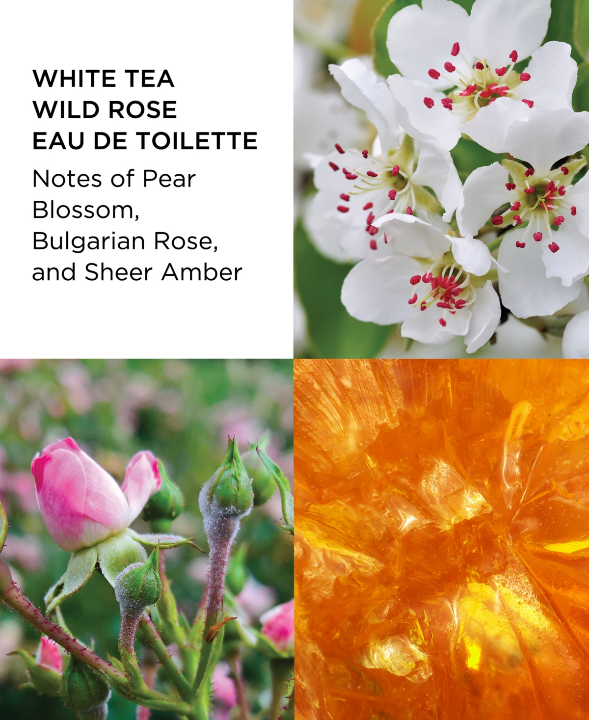 Shop Elizabeth Arden 3-pc. White Tea Fragrance Gift Set In No Color
