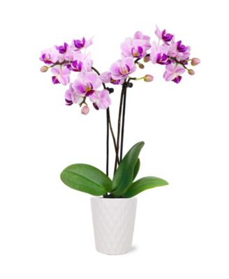 BloomsyBox