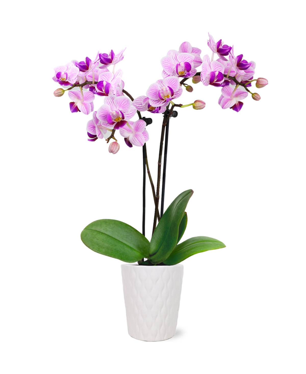 Cape Town Orchid Live Plant