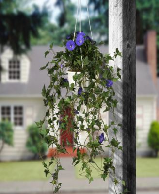 44 Hanging Morning Glory Plant