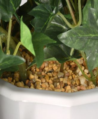 44 Hanging Morning Glory Plant