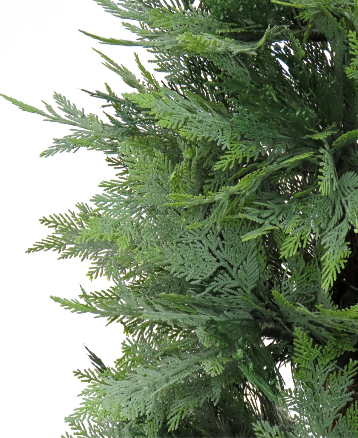National Tree Company ft. Cypress Tree in Nursery Pot