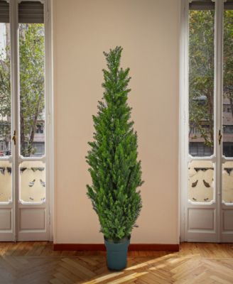 50 Cedar Tree in Dark Green Round Growers Pot
