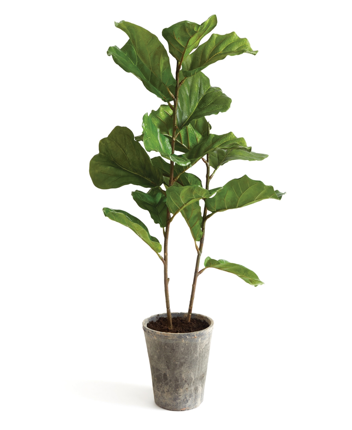 43 Fiddle Leaf Fig Tree - Green
