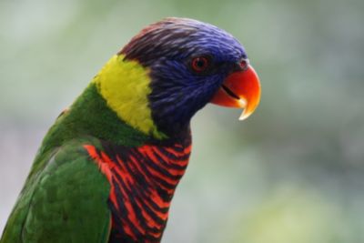 E 55-210mm f/4.5-6.3 OSS Lens for Sony E, Black