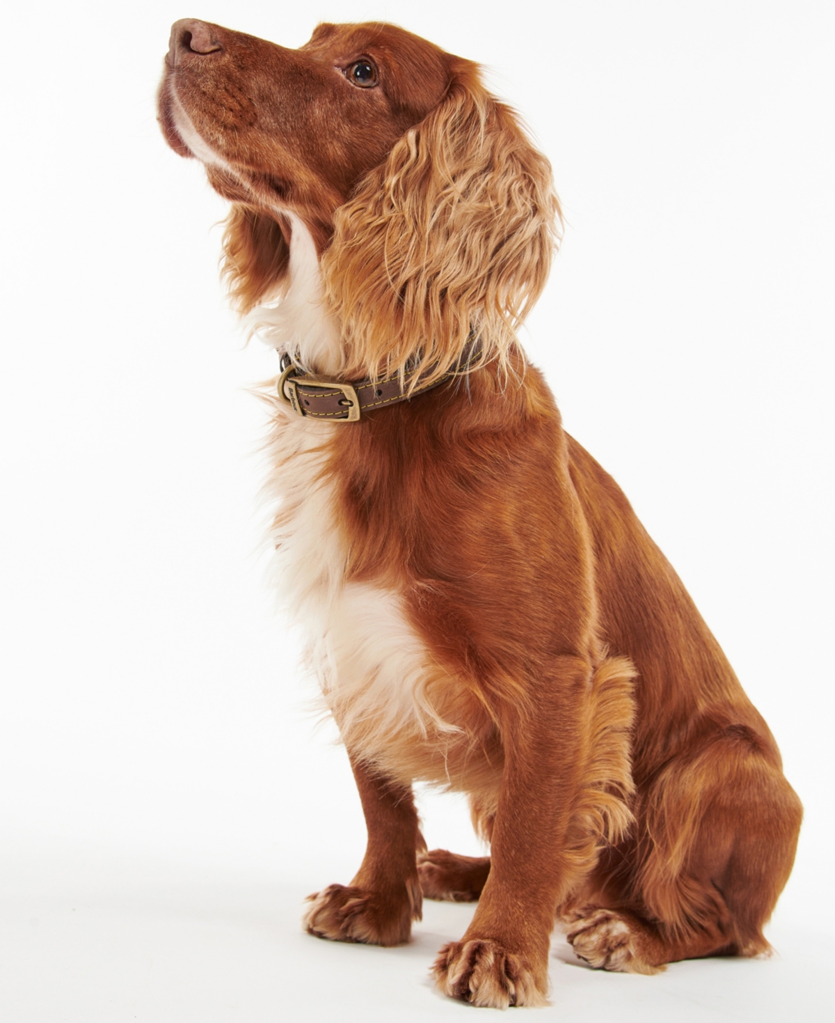 Leather Dog Collar - Brown