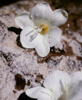 Chloe Chloé Nomade Eau de Parfum Spray, 2.5-oz.