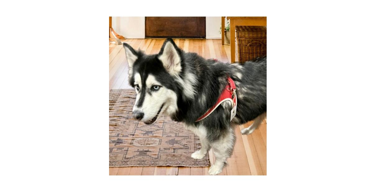 PoisePup Pet Dog Step-in Harness -- Melting hearts