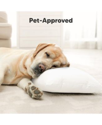 Buddy Toddler Pillow with Pillowcase, 10X18 Soft Cotton Toddler Pillows for Sleeping, Kids Pillow