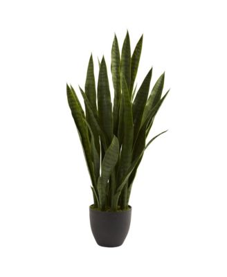 Sansevieria Plant in Sleek Black Planter Modern Indoor Decor
