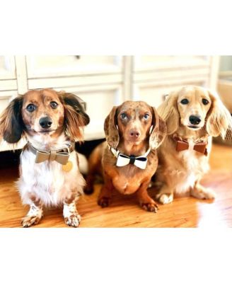 Pet Dog Bow Tie - Desert Mint