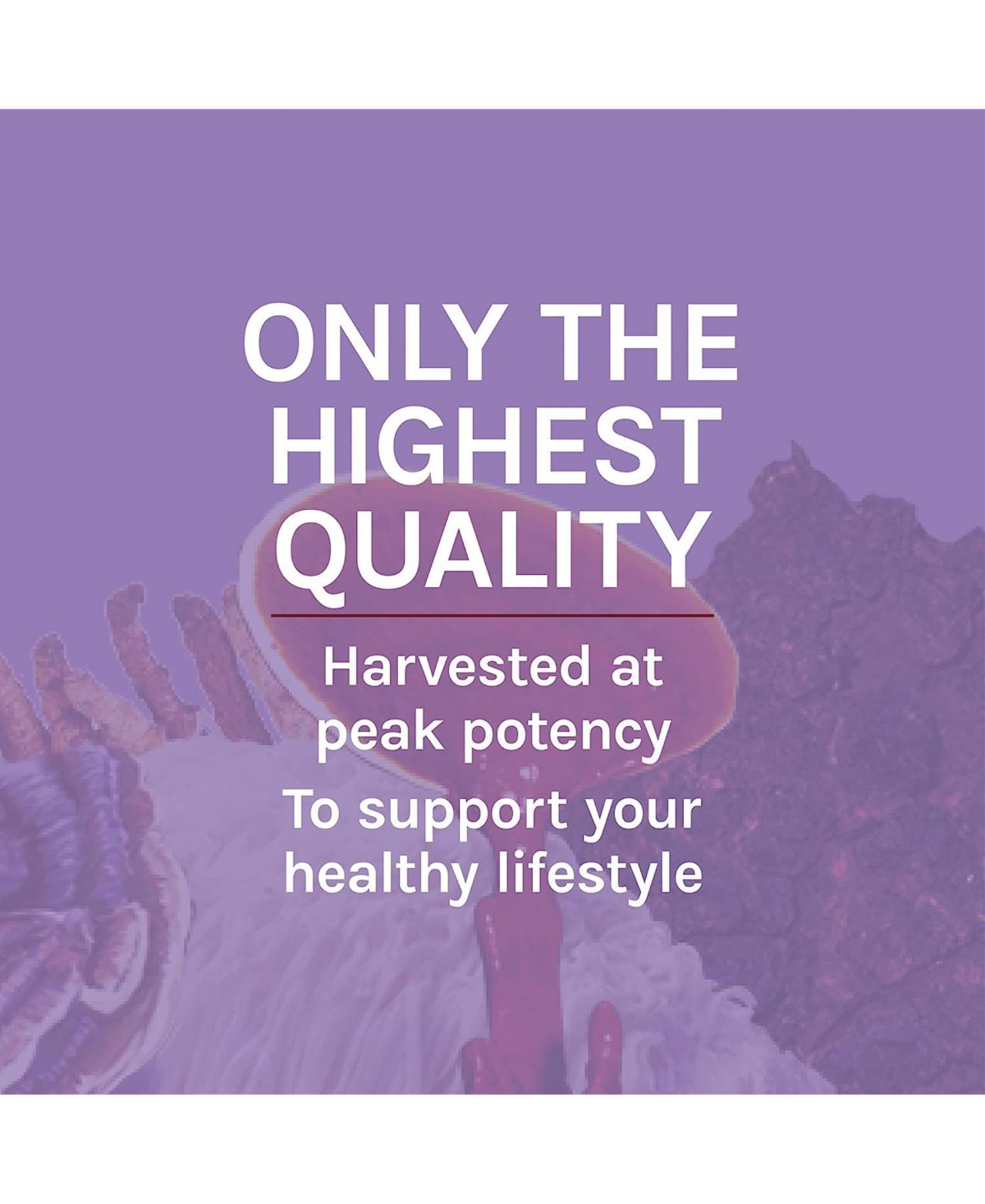 Host Defense Mushrooms Lion's Mane - Brain Health Support Supplement - Mushroom Supplement to Support Focus & Memory Function - Immune & Nervous Syste