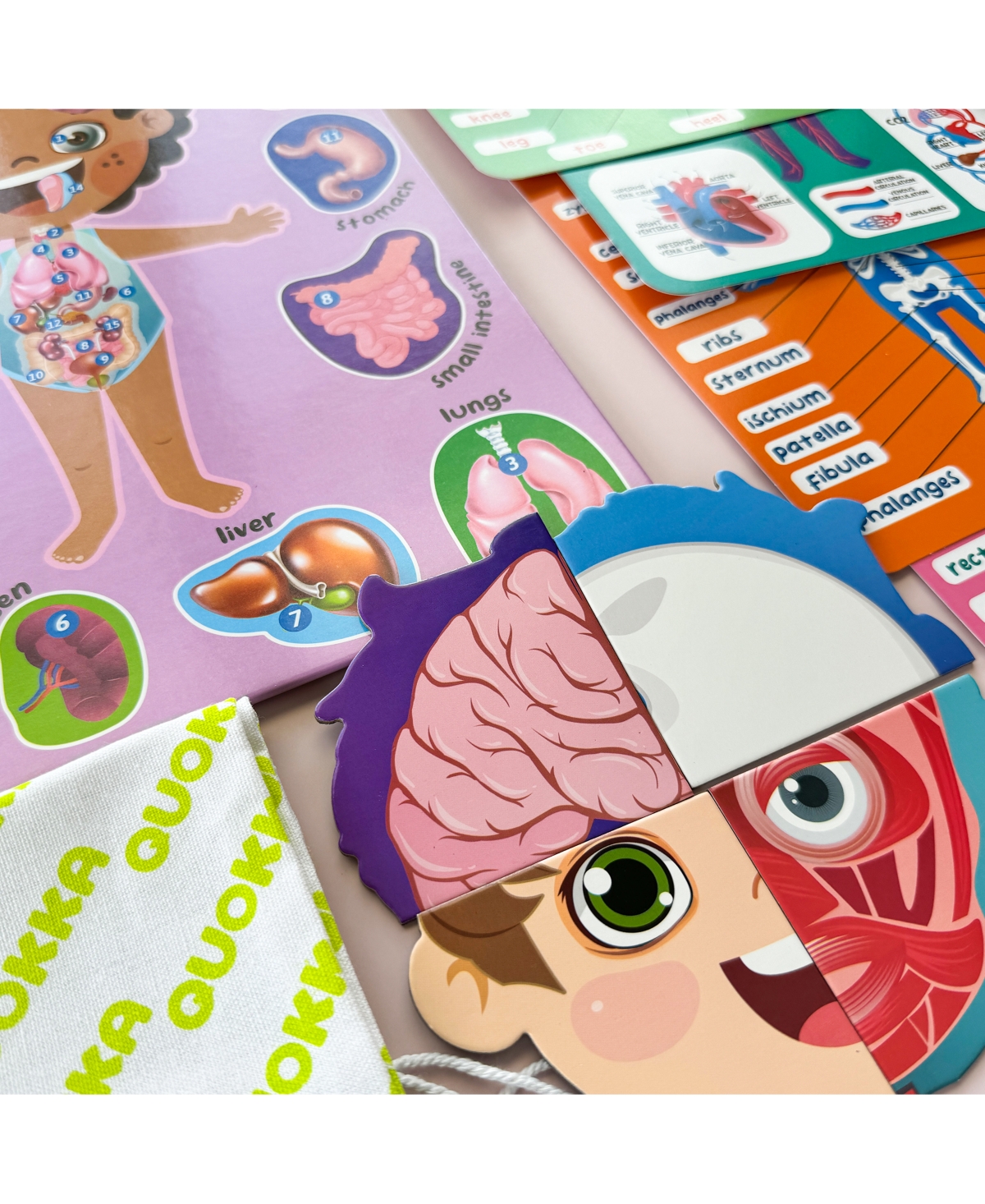 Quokka Human Body Parts Anatomy Skeleton Magnetic Puzzles for Kids 3-5 - Assorted Pre-pack (See Table 9